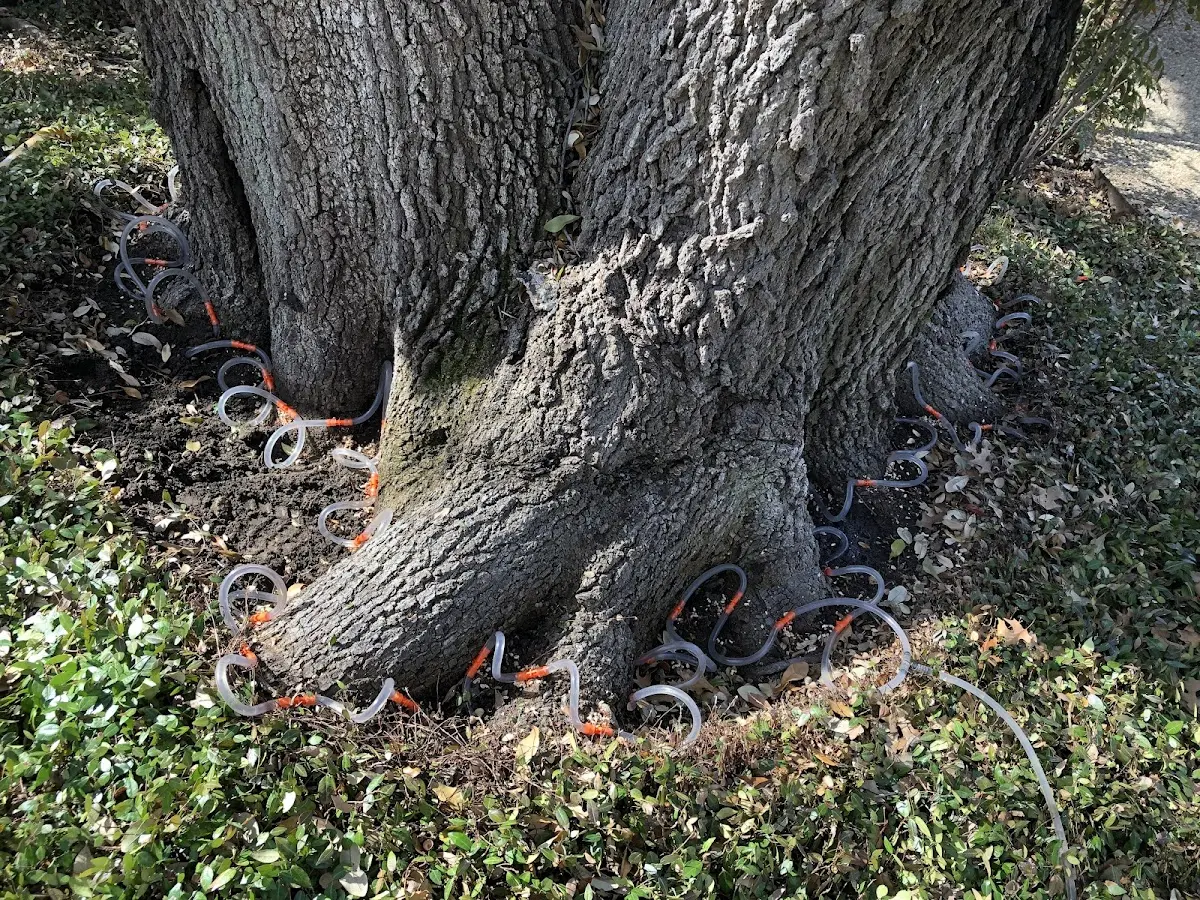 Detailed Tree Cabling and Bracing job site in Hastings On Hudson