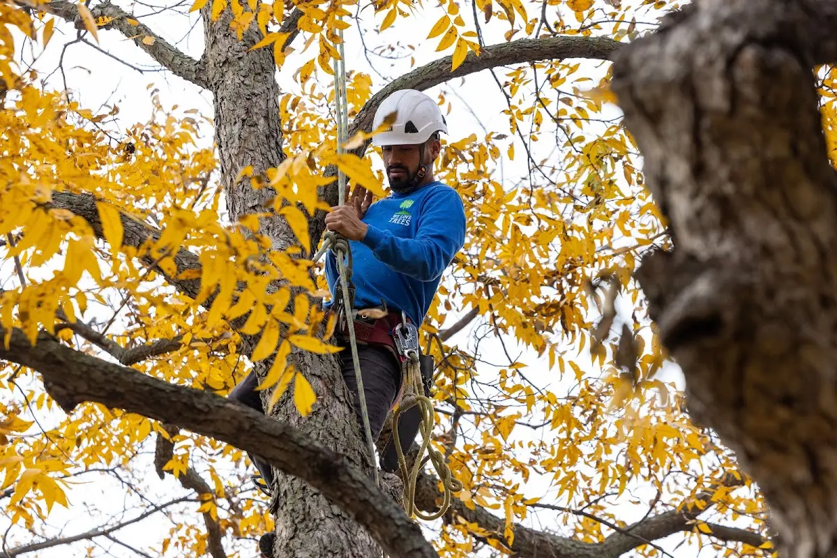 Skilled Tree Pruning crew working in Hastings On Hudson
