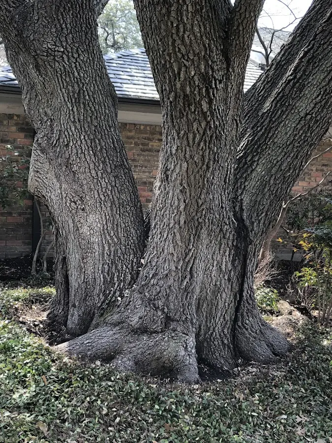 Mature heritage tree close to a Hastings On Hudson property cared for by certified arborists
